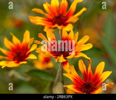 Heliopsis (coeurs brûlants) fleurs Banque D'Images