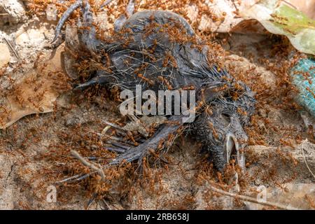 Les fourmis de tisserands (Oecophylla smaragdina) se débarrassent de la carcasse d'un oiseau dans une nature tropicale. Banque D'Images