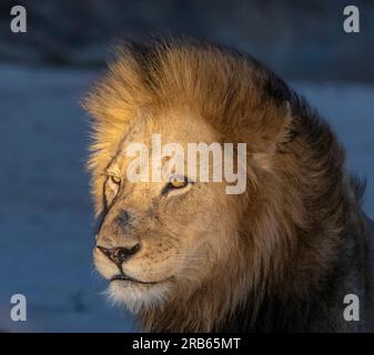 Lion africain à MalaMala Game Reserve en Afrique du Sud. Banque D'Images