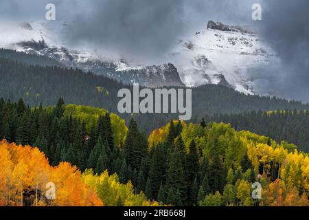 Couleur d'automne dans les arbres de tremble près de Telluride, Colorado. Banque D'Images