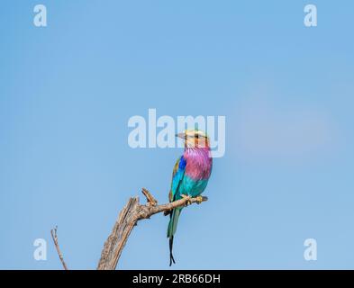 Roller Birds à bretelles lilas dans la réserve animalière de Mashatu Euphorbia au Botswana. Banque D'Images