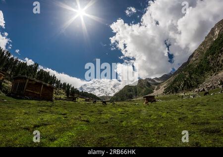 Beyal Camp (altitude : 3550 m), Nanga Parbat base Camp Track, Pakistan. Debout en arrière-plan, le puissant Nanga Parbat (8126 m). Banque D'Images