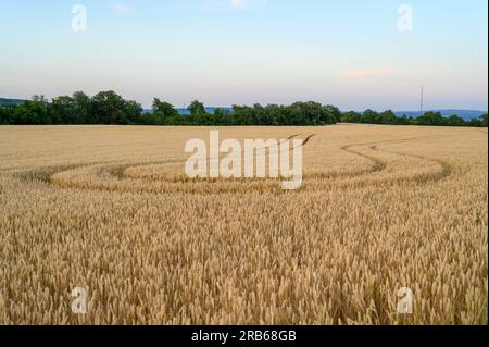 Un champ de blé avec des traces de tracteur qui tournent autour de la direction d'où ils viennent avec des arbres verts et un ciel dégagé à l'horizon. Banque D'Images