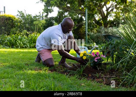 Heureux homme aîné afro-américain plantant des fleurs dans le jardin ensoleillé à la maison. Style de vie senior, loisirs et jardinage, retraite, inchangé. Banque D'Images