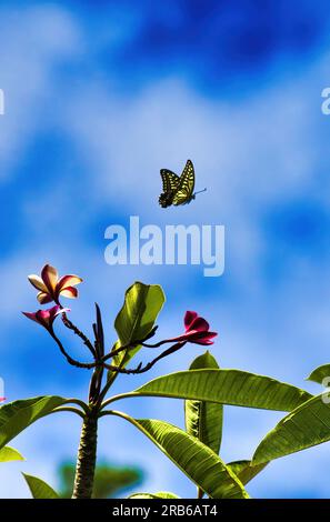 Queue d'aronde jaune volant au-dessus d'un plumeria sur maui. Banque D'Images