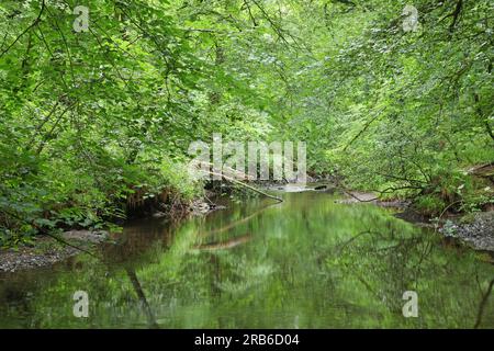 Lydford gorge, Lydford, Devon Banque D'Images