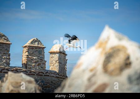 Cigogne volant aux remparts médiévaux d'Avila - Avila, Espagne Banque D'Images