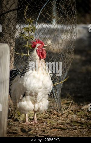 Coq couronnant dans une ferme. Race de poulet sussex anglais. Grand coq blanc. Banque D'Images