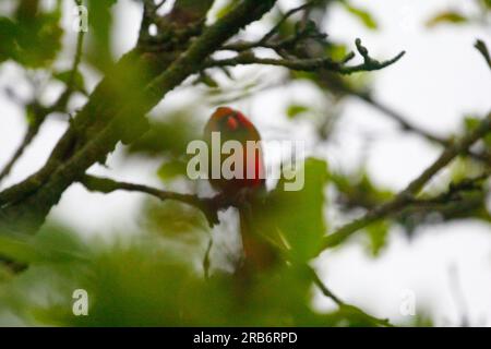 Oiseau cardinal mâle dans un arbre Magnolia Banque D'Images