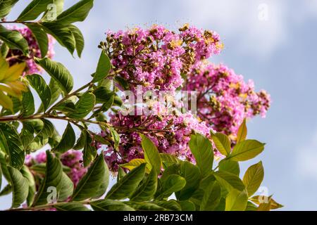 Des pinceaux de fleurs roses Crape Myrtle ou Lagerstroemia se rapprochent sur un fond flou Banque D'Images