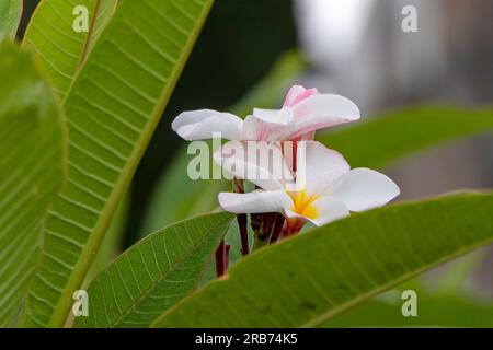 Frangipanier ou fleurs délicates Plumeria se ferment sur un fond flou Banque D'Images