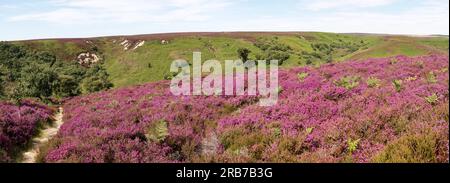 Au début de l'été, la bruyère des North Yorkshire Moors éclate. Un tapis violet améliore les vues spectaculaires, comme ici à Jugger Howe. Banque D'Images