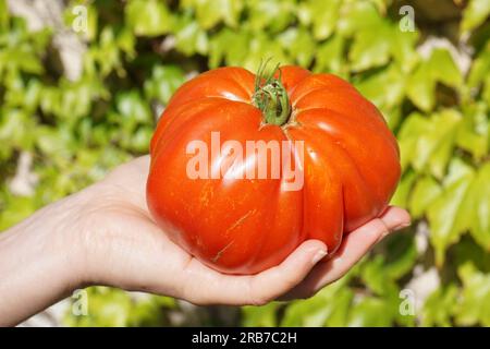 Grosse tomate de bœuf à la main Banque D'Images