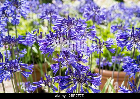 Agapanthus Midnight Star, dans le jardin de fleurs de mauve Banque D'Images