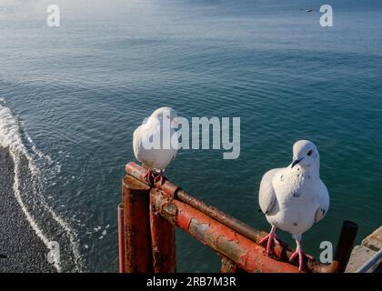 Les pigeons blancs sont assis sur une clôture sur le fond de la mer Banque D'Images