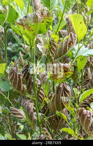 Feuilles endommagées squelettisées de l'aulne causées par des larves de coléoptère de l'aulne (Agelastica alni), Angleterre, Royaume-Uni, pendant l'été Banque D'Images