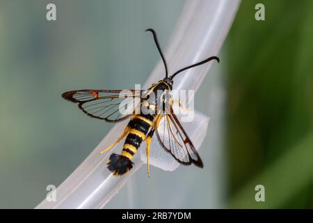 Papillon à pattes jaunes (Synanthedon vespiformis), Angleterre, Royaume-Uni, mâle attiré à l'aide d'un leurre à phéromone en juillet ou en été Banque D'Images