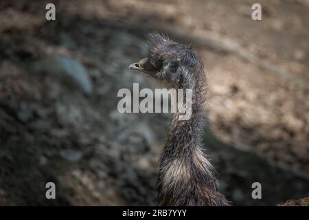 Cette photo montre un émeu qui vit dans un parc animalier. L'émeu est un grand oiseau sans vol originaire d'Australie. C'est le plus grand oiseau d'Aus Banque D'Images