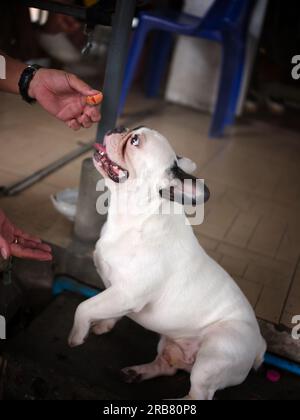 PROPRIÉTAIRE donne un régal à un bouledogue français dans la maison. concept de dressage de chien Banque D'Images