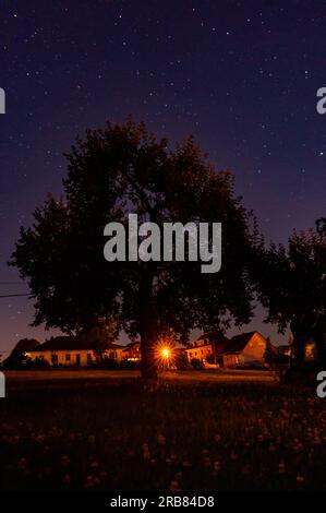 nuit dans la forêt sombre avec arbre Banque D'Images