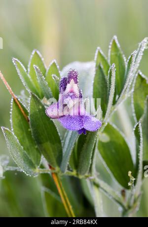 Pois Marsh Banque D'Images