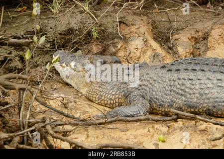 Daintree, Australie. 04 juillet 2023. Un grand crocodile estuarien mâle (Crocodylus porosus) vu sur les rives de la rivière Daintree dans l'extrême nord tropical du Queensland. Crédit : SOPA Images Limited/Alamy Live News Banque D'Images