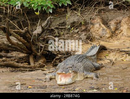 Daintree, Queensland, Australie. 4 juillet 2023. Un grand crocodile estuarien mâle (Crocodylus porosus) vu sur les rives de la rivière Daintree dans l'extrême nord tropical du Queensland. (Image de crédit : © Joshua Prieto/SOPA Images via ZUMA Press Wire) USAGE ÉDITORIAL SEULEMENT! Non destiné à UN USAGE commercial ! Banque D'Images