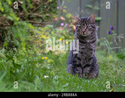 Chat domestique domestique Felis catus attiré par la faune du jardin, North Norfolk, Royaume-Uni Banque D'Images
