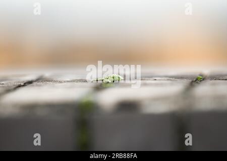 Plantes vertes poussant sur les murs. Banque D'Images