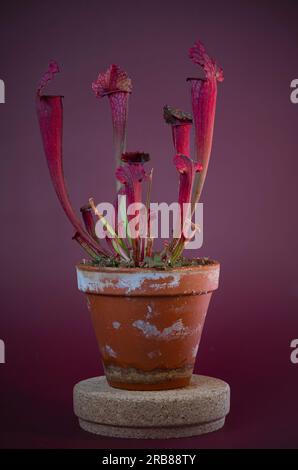 Plante de pichet mature dans un pot en terre cuite Banque D'Images