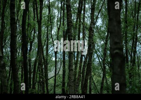Une forêt de bouleau Banque D'Images