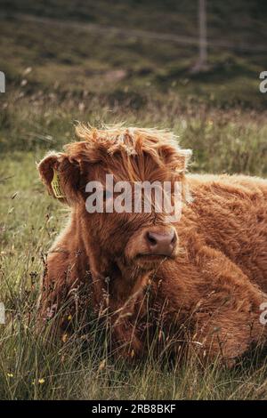 Baby Highland vache Portrait Banque D'Images