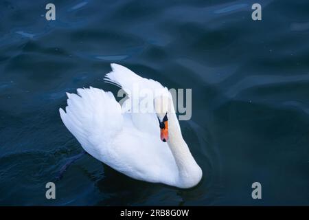 Beau cygne blanc à la mer Noire, Constanta, Roumanie Banque D'Images