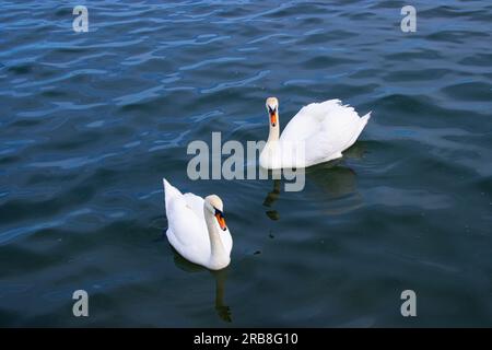 Beaux cygnes blancs à la mer Noire, Constanta, Roumanie Banque D'Images