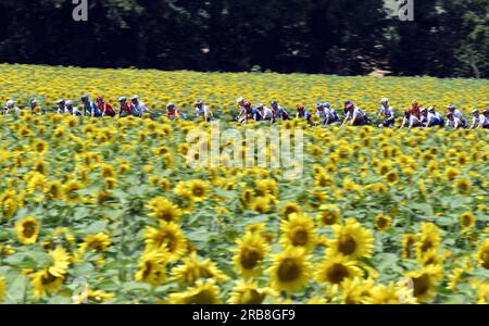 Limoges, France. 08 juillet 2023. Le peloton de coureurs photographié en action lors de l'étape 8 du Tour de France, une course de 200,7 km de Libourne à Limoges, France, samedi 08 juillet 2023. Le Tour de France de cette année aura lieu du 01 au 23 juillet 2023. BELGA PHOTO DIRK WAEM crédit : Belga News Agency/Alamy Live News Banque D'Images