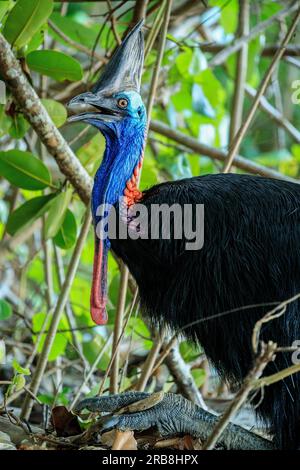 Femelle Cassowary du Sud (Casuarius casuarius) vue sur la plage d'Etty Bay, Queensland. Des altercations homme-cassowaire se produisent parfois lorsque les oiseaux s'habituent aux gens et que des touristes bien intentionnés nourrissent les oiseaux. Banque D'Images