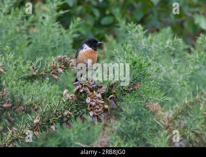 Stonechat (Saxicola rubicola - torquatus) à Thursley Common nature Reserve, Surrey Hills - AONB, Godalming, Surrey, Angleterre Banque D'Images