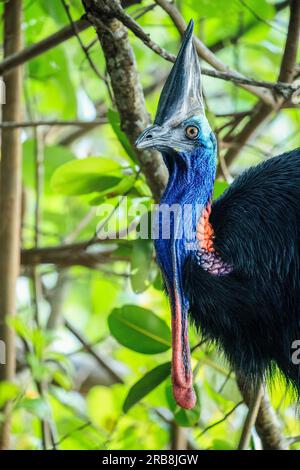 Etty Bay, Australie. 14 mars 2023. Femelle Cassowary du Sud (Casuarius casuarius) vue sur la plage d'Etty Bay, Queensland. Des altercations homme-cassowaire se produisent parfois lorsque les oiseaux s'habituent aux gens et que des touristes bien intentionnés nourrissent les oiseaux. (Photo Joshua Prieto/SOPA Images/Sipa USA) crédit : SIPA USA/Alamy Live News Banque D'Images