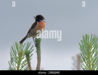 Stonechat (Saxicola rubicola - torquatus) à Thursley Common nature Reserve, Surrey Hills AONB, Godalming, Surrey, Angleterre Banque D'Images