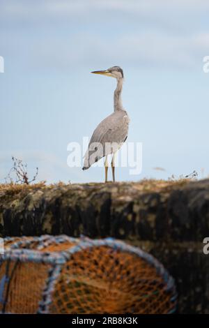 Grey Heron Ardea cinerea, debout sur le mur du port, Pittenweem, East Neuk of Fife, Fife, Écosse, Royaume-Uni Banque D'Images