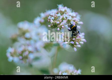 Bourdon forgeant des fleurs d'origan (Origanum vulgare). Banque D'Images