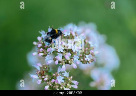 Bourdon forgeant des fleurs d'origan (Origanum vulgare). Banque D'Images