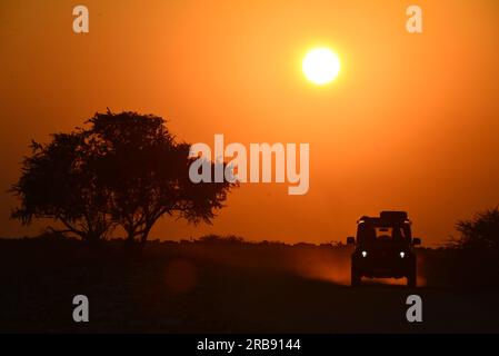 Safari voiture au lever du soleil africain, parc national d'Etosha, Namibie Banque D'Images