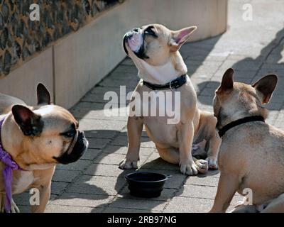 Bulldogs français dans une rue de Brighton Banque D'Images