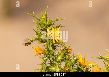 Scolymus hispanicus, chardon doré commun ou chardon huître espagnol Banque D'Images