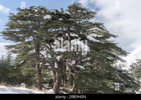 Forêt de cèdres au Liban en hiver Banque D'Images