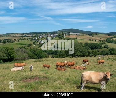 Troupeau de vaches et de veaux dans la région de l'Aubrac en Aveyron, France Banque D'Images