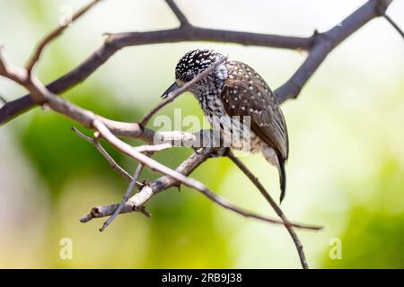 Le plus petit pic au monde, le pic nain brésilien (Picumnus albosquamatus). sont seulement 10 cm Banque D'Images