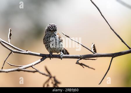 Le plus petit pic au monde, le pic nain brésilien (Picumnus albosquamatus). sont seulement 10 cm Banque D'Images