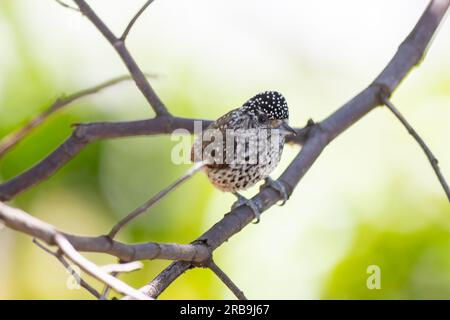 Le plus petit pic au monde, le pic nain brésilien (Picumnus albosquamatus). sont seulement 10 cm Banque D'Images